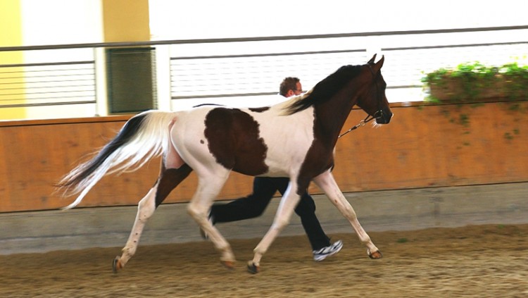 Farouche Körung 2008